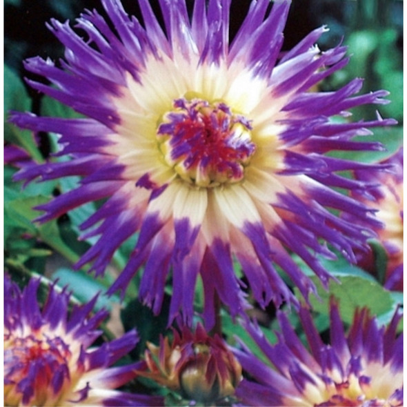 Veritable Cactus Dahlia Flower Bulb, 2 Pack
