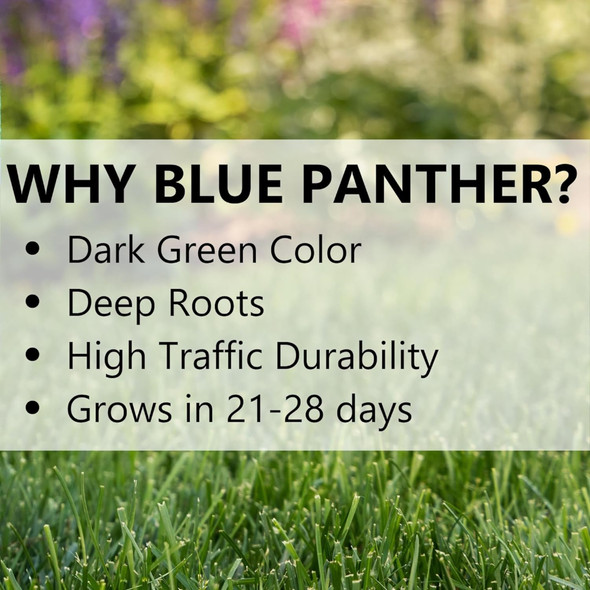 Jonathan Green Blue Panther Kentucky Bluegrass Supreme Seed Blend