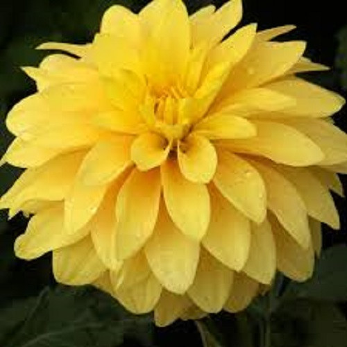 Rotteveel Bulb Dahlia, Cezanne (Pack of 2)