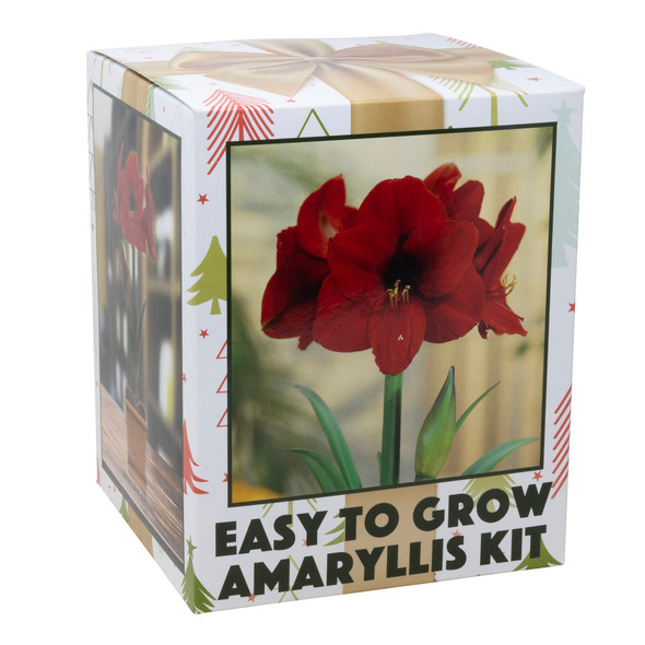 Netherland Bulb Co. Easy-Grow Amaryllis Galaxy "Red Lion"– Indoor Flowering Kit, Holiday & Gift-Ready Netherland Bulb Co. Easy-Grow Amaryllis Galaxy "Red Lion"– Indoor Flowering Kit, Holiday & Gift-Ready