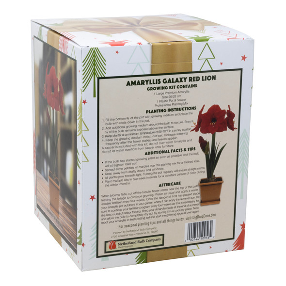 Netherland Bulb Co. Easy-Grow Amaryllis Galaxy "Red Lion"– Indoor Flowering Kit, Holiday & Gift-Ready Netherland Bulb Co. Easy-Grow Amaryllis Galaxy "Red Lion"– Indoor Flowering Kit, Holiday & Gift-Ready