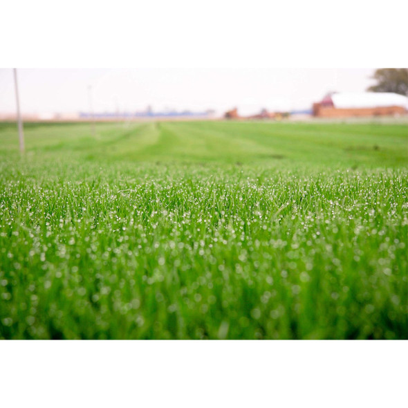 Barenbrug Turf Savor RTF Grass Seed Blend with Yellow Jacket Seed Coating, 25lb