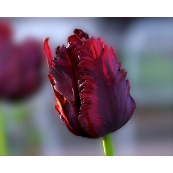 Garden Elements Spring Blooming Bulbs – Tulip, Black Parrot, Red/Purple – 1 Pack