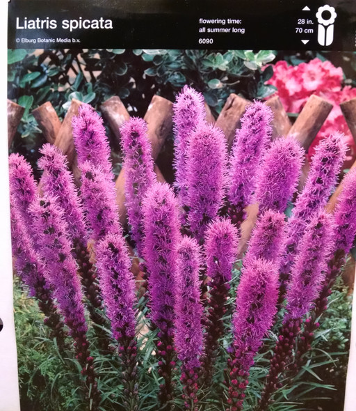 LIATRIS BLUE X 50