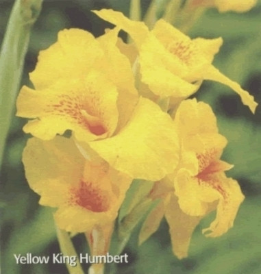Canna Yellow King Humbert, Pack of 3