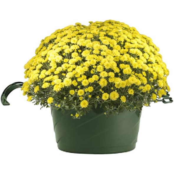 The HC Companies Euro Swirl Hanging Basket, Green, 10-Inch