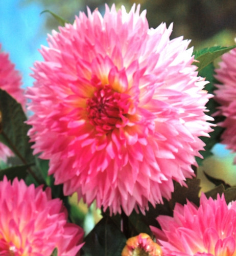 Dahlia Sakura Fubuki Bulbs x2