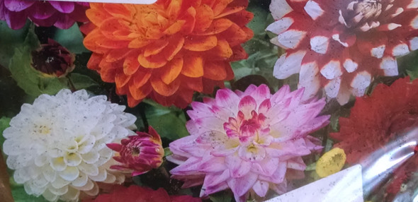 Dahlia Dinnerplate Mixed, Pack of 5