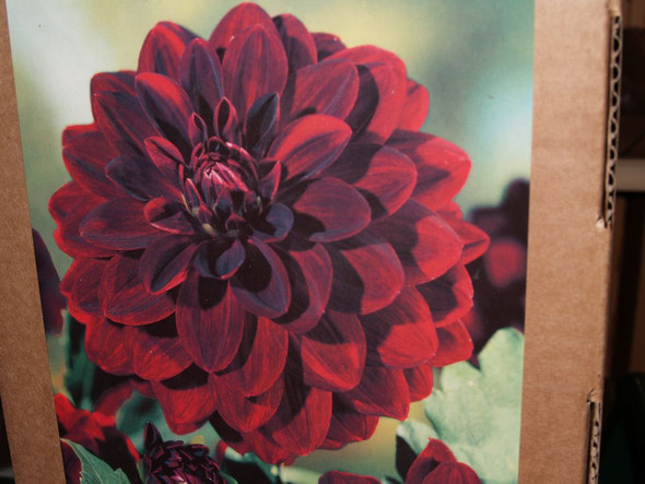 Dinnerplate Dahlia Arabian Night 2/Pack