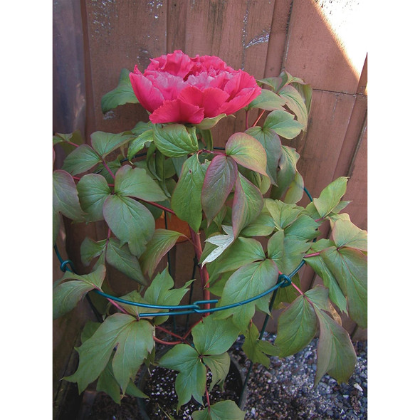 Luster Leaf Link-Ups Metal Flower Support, Single for Gardens and Flower Beds - 18" Ring x 36" H, Green