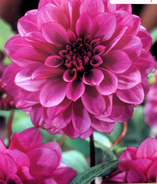 Dahlia Blue Bell, 2 Pack
