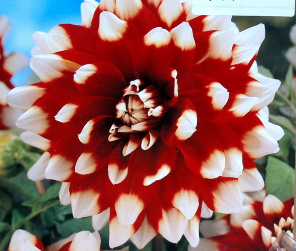 Dahlia Duet, 2 Pack