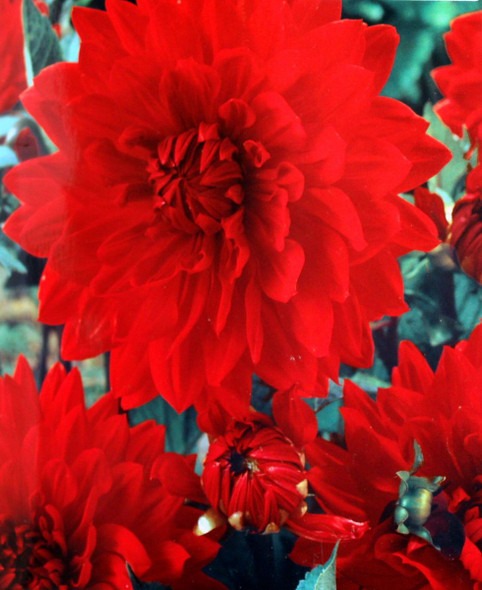 Dahlia DinnerPlate Garden Wonder, 2 Pack