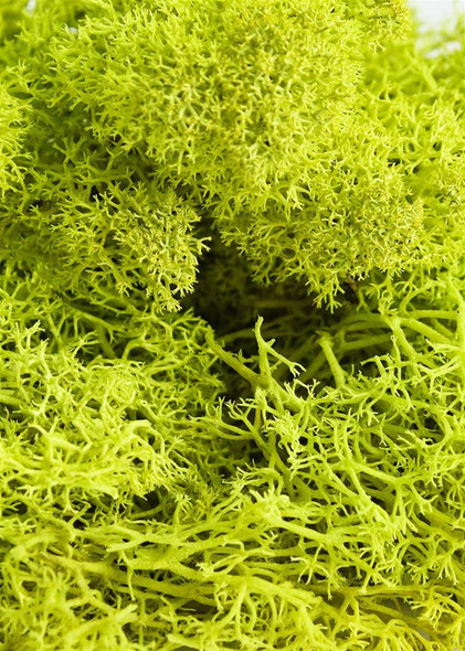 Super Moss Preserved Reindeer Moss, Chartreuse, 8oz (200 cu in)
