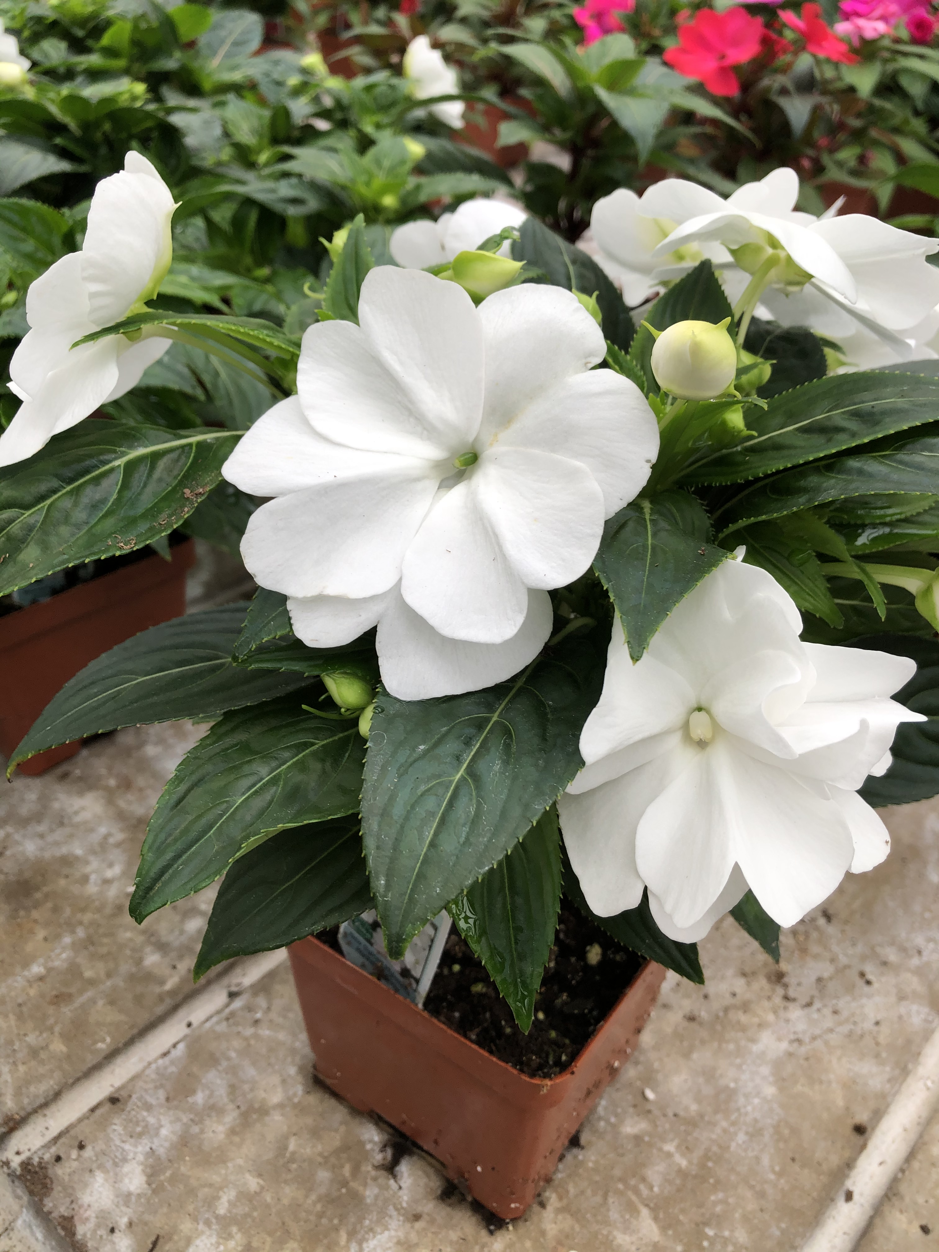 are new guinea impatiens safe for dogs