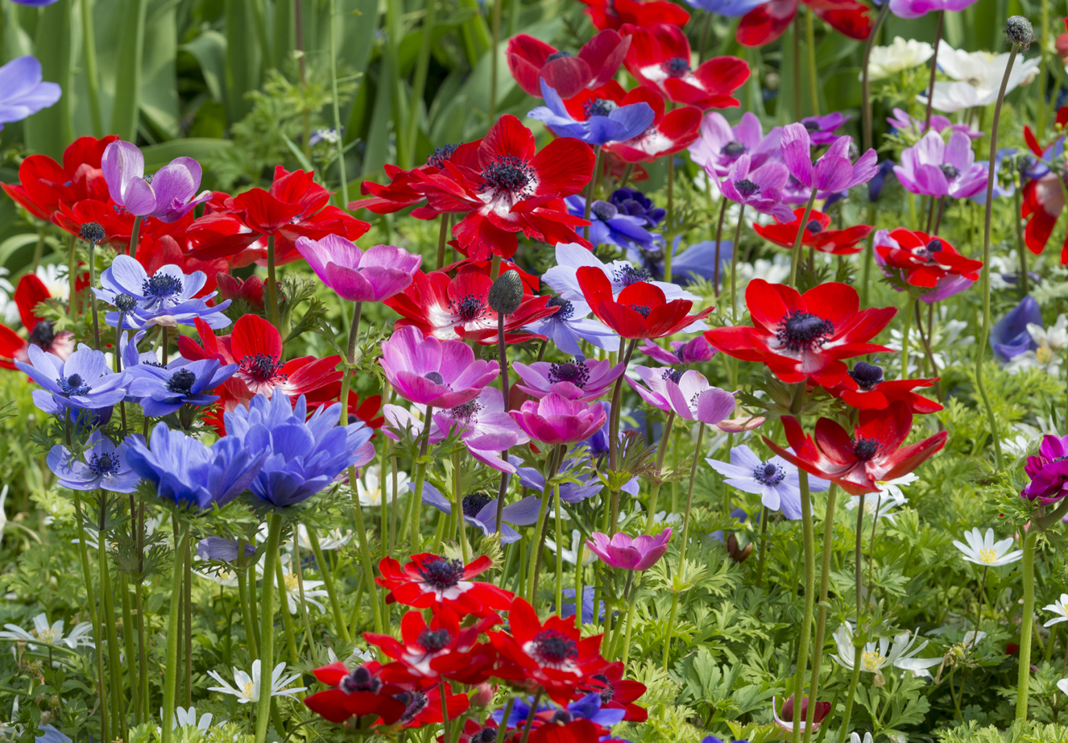 657-anemone-de-caen-mixed.jpg