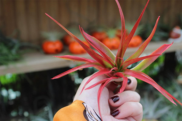 airplant.jpg