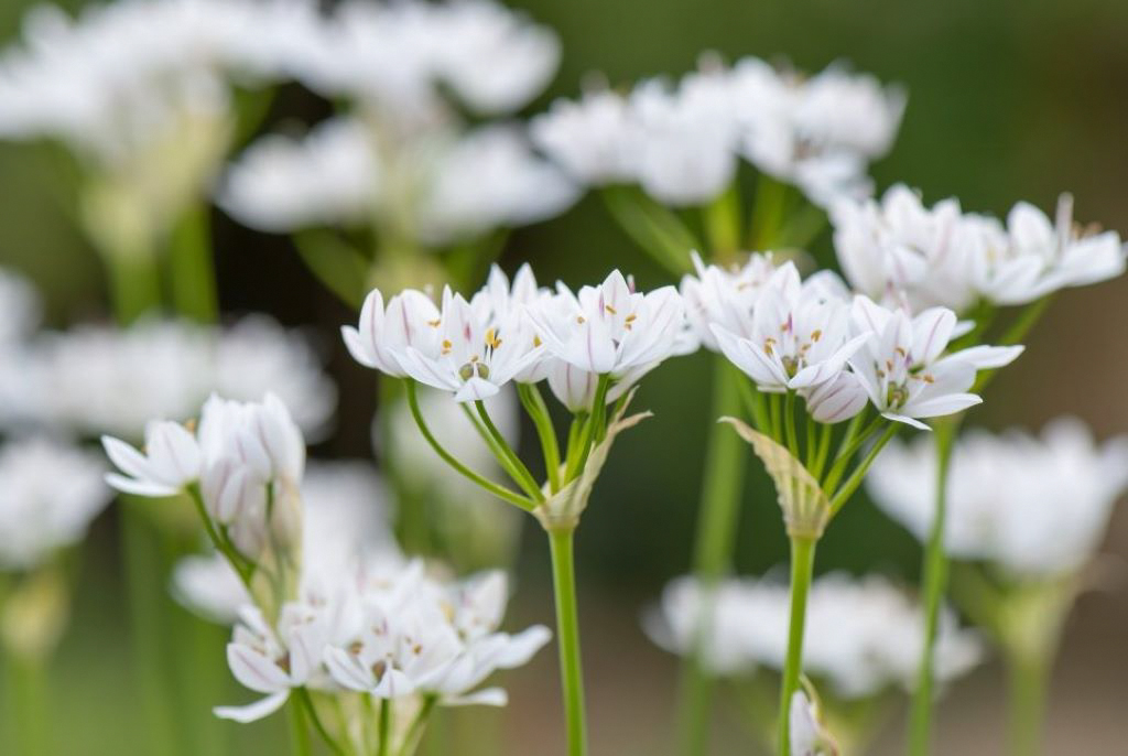 allium-neapolitanum-bio.jpg