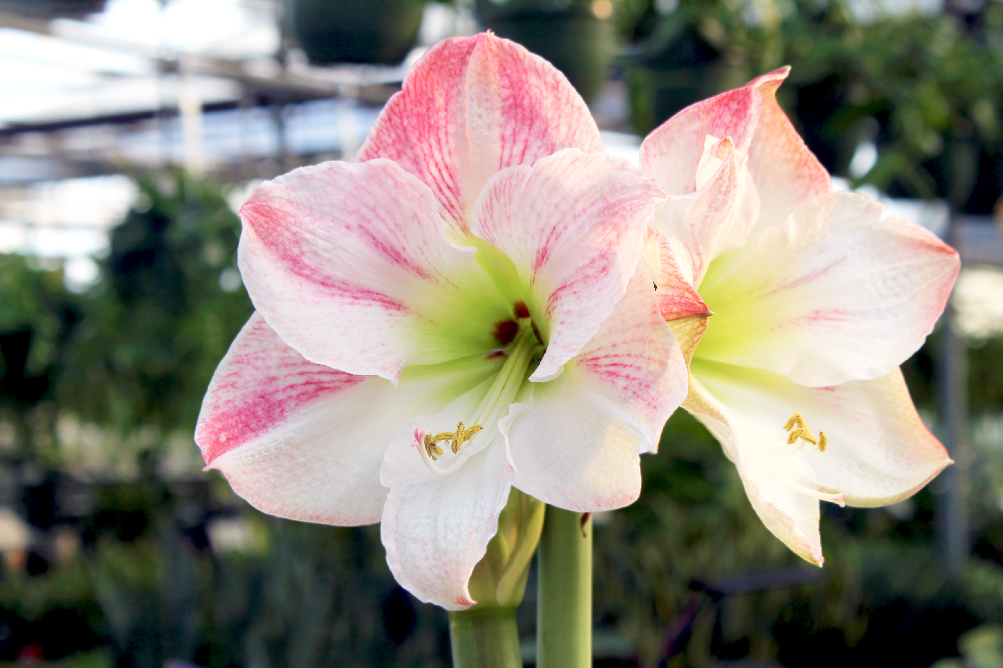 amaryllis-apple-blossom-.jpg