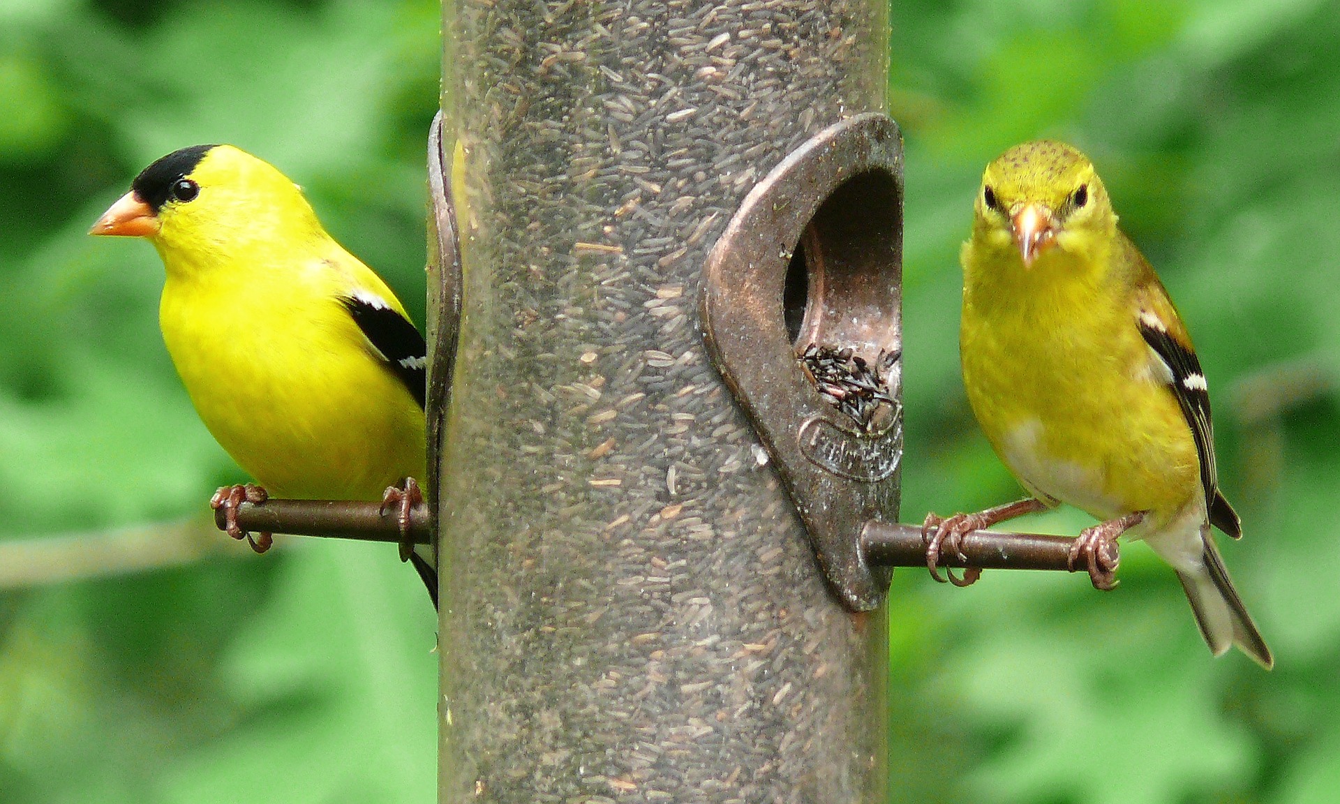 american-goldfinches-613469-1920.jpg