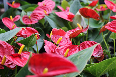 anthurium.jpg