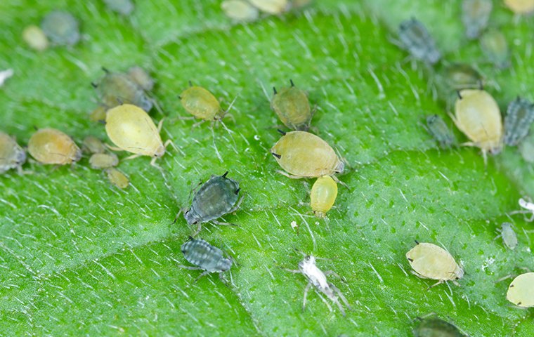 aphid-identification.v10-1-.jpg