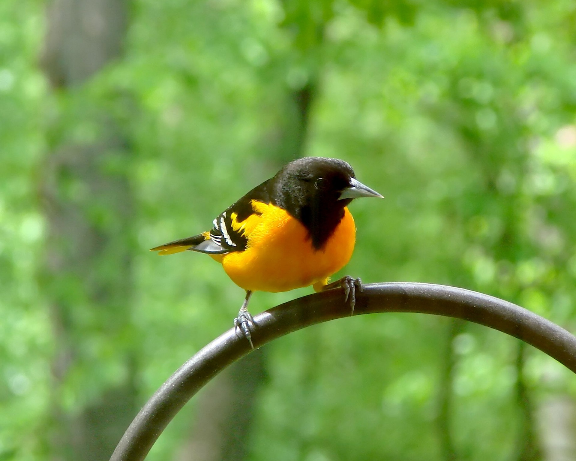 baltimore-oriole.jpg