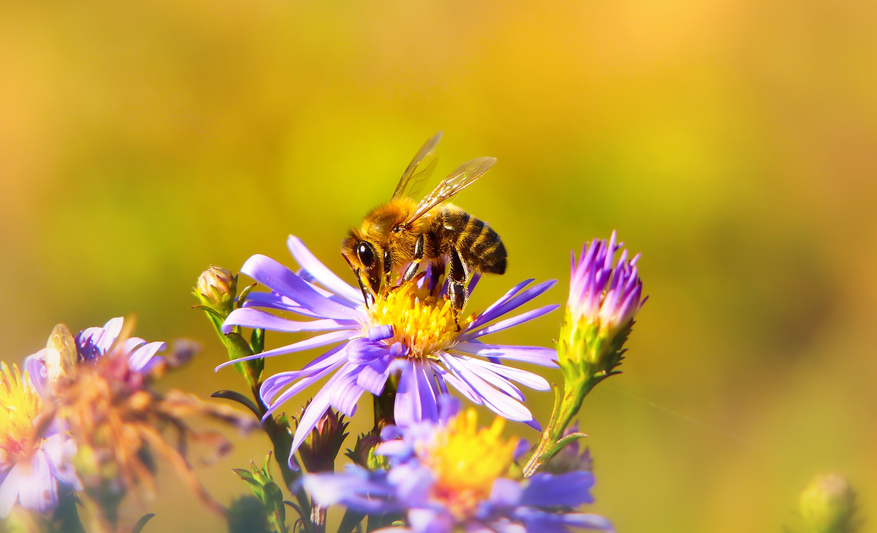 bee-on-fower.jpg
