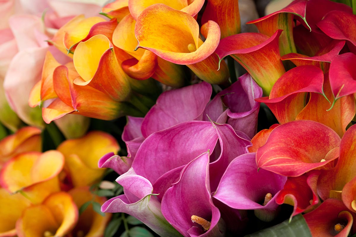 best-calla-lilies-feature.jpg