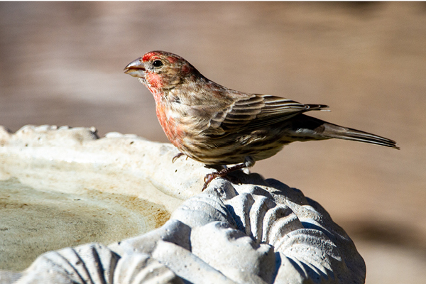 bird-baths.jpg