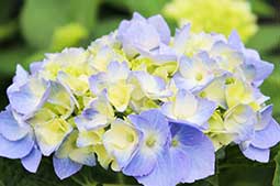 blue-hydrangea.jpg