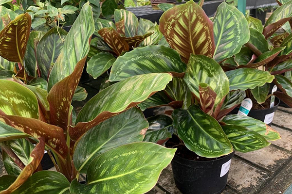 calathea.jpg