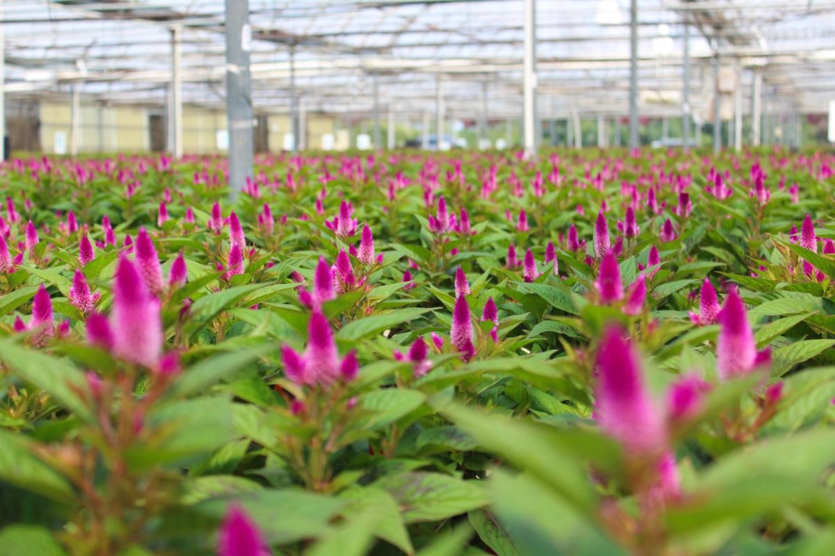 celosia-greenhouse.jpg
