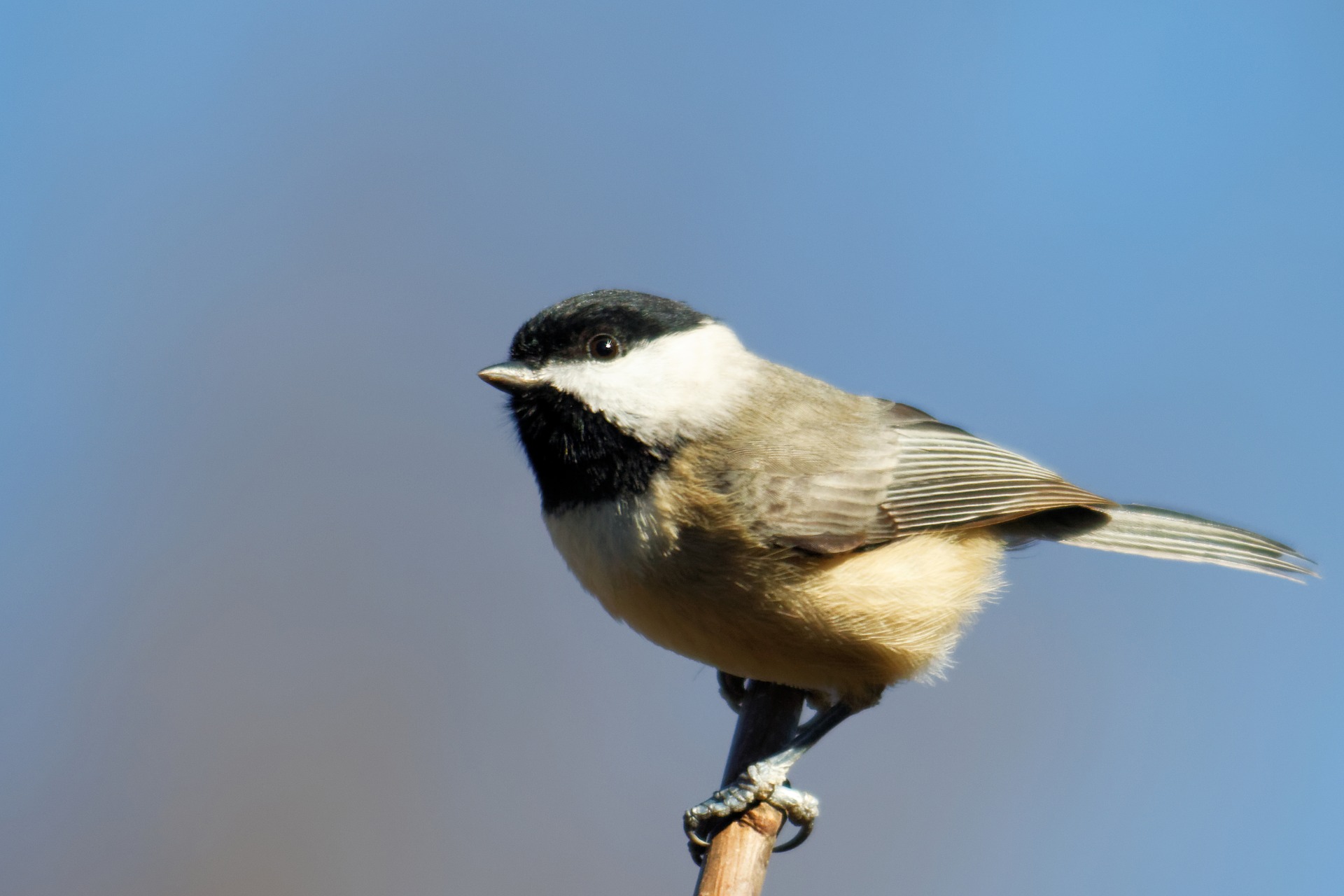 chickadee-1980888-1920.jpg