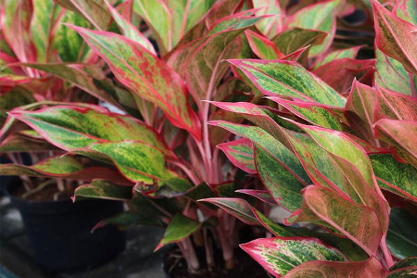 chinese-evergreen.jpg