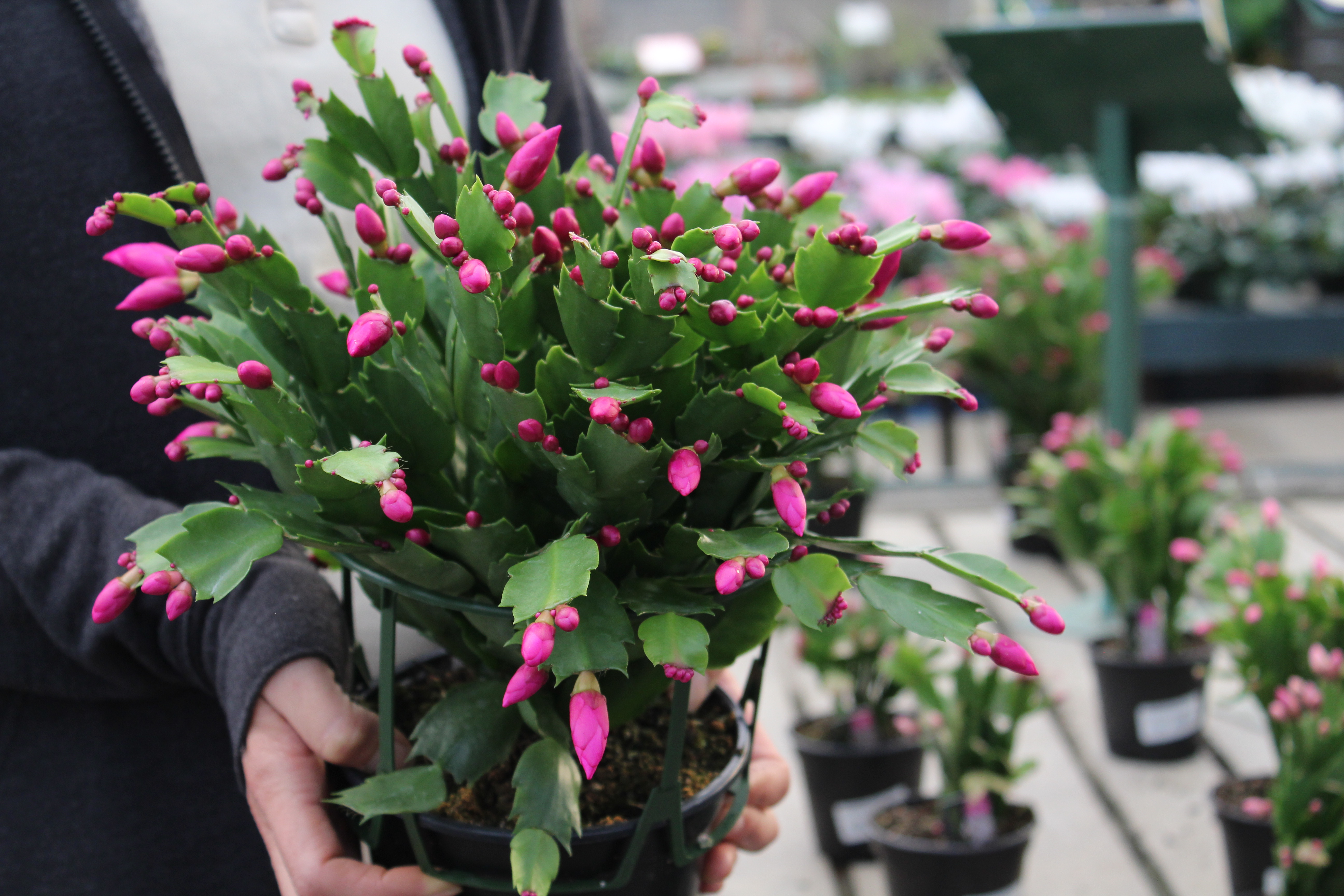 Cactus Potted Plant Straw Topper With Pink Flowers 