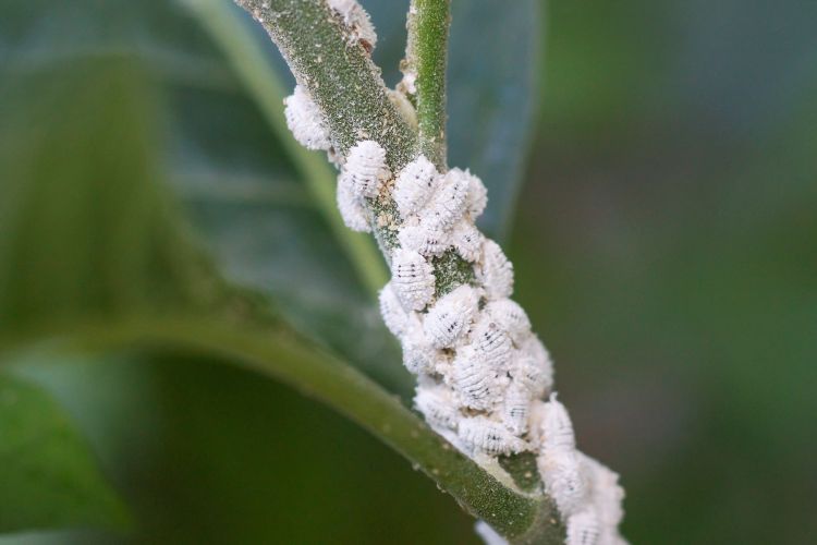 citrus-mealybug.jpg