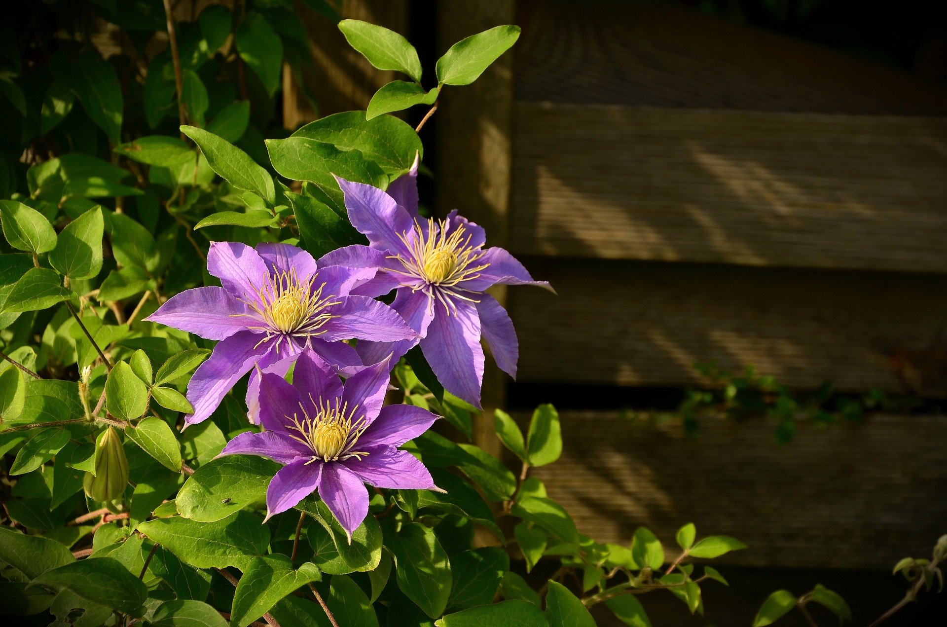 clematis-1444236-1920-1-.jpg