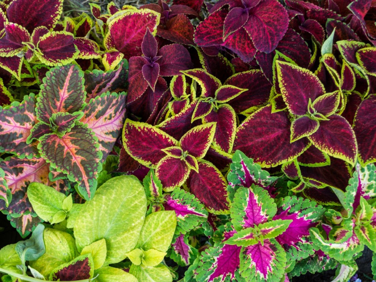 coleus-plants.jpg