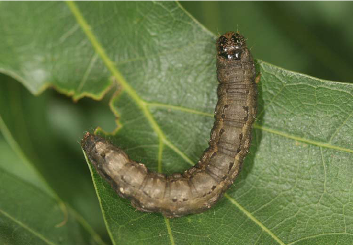 common-oak-moth-caterpillar.png