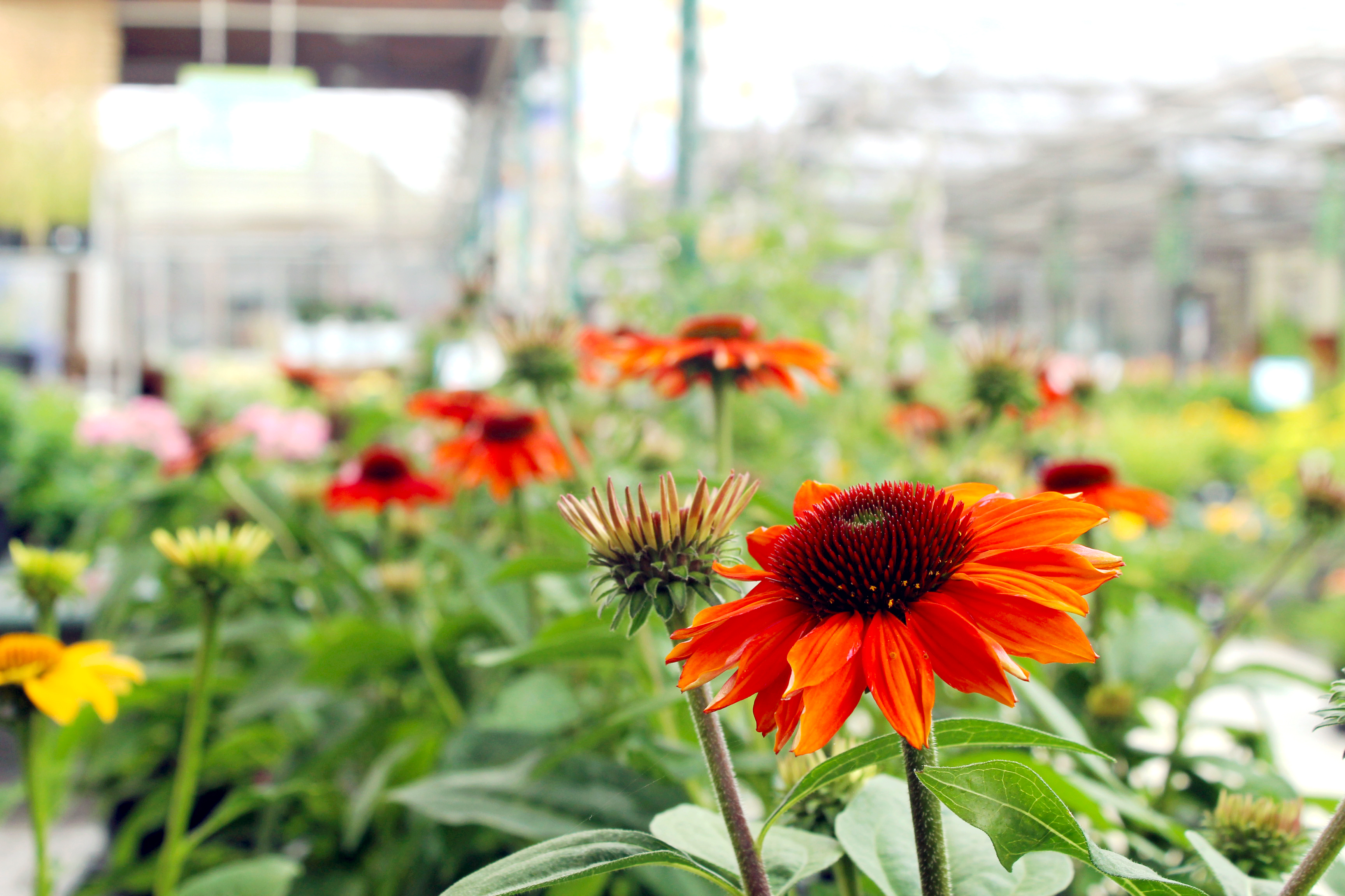 coneflower-sombrero-.jpg