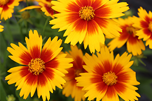 coreopsis.jpg