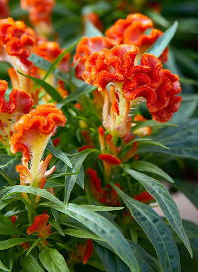 coxcomb-celosia.jpg