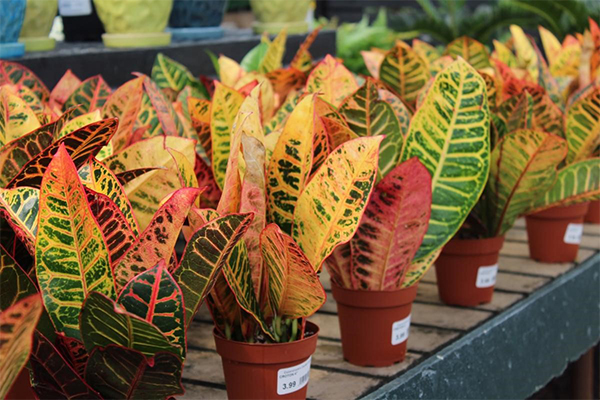 croton.jpg