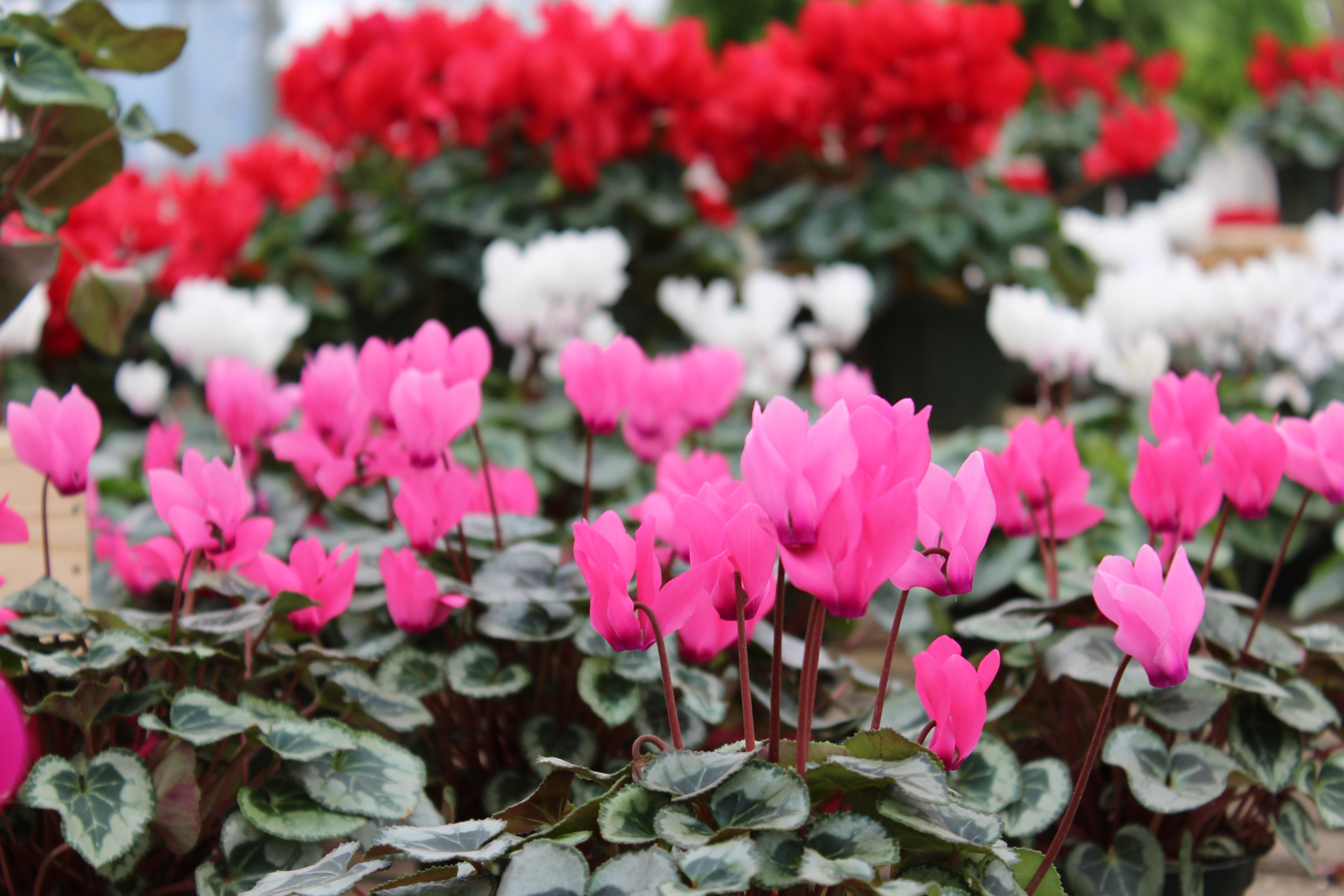 cyclamen4.jpg