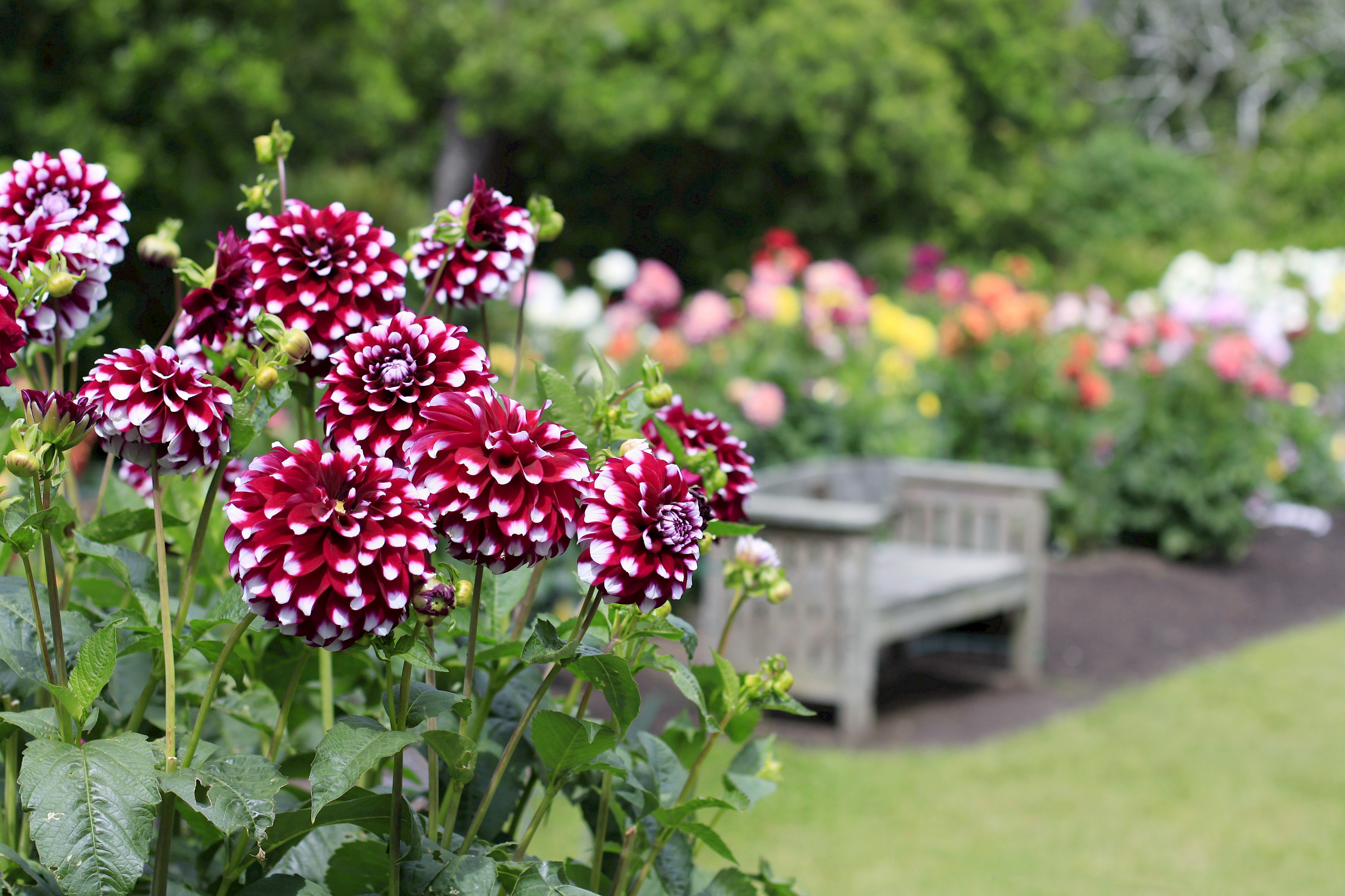 dahlia-garden-memorial-bench-mg-0104.jpg