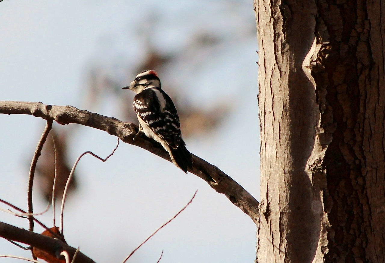 downy-woodpecker.jpg