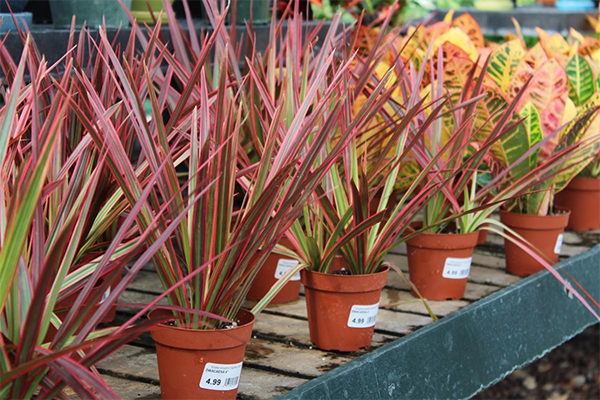 dracaena.jpg