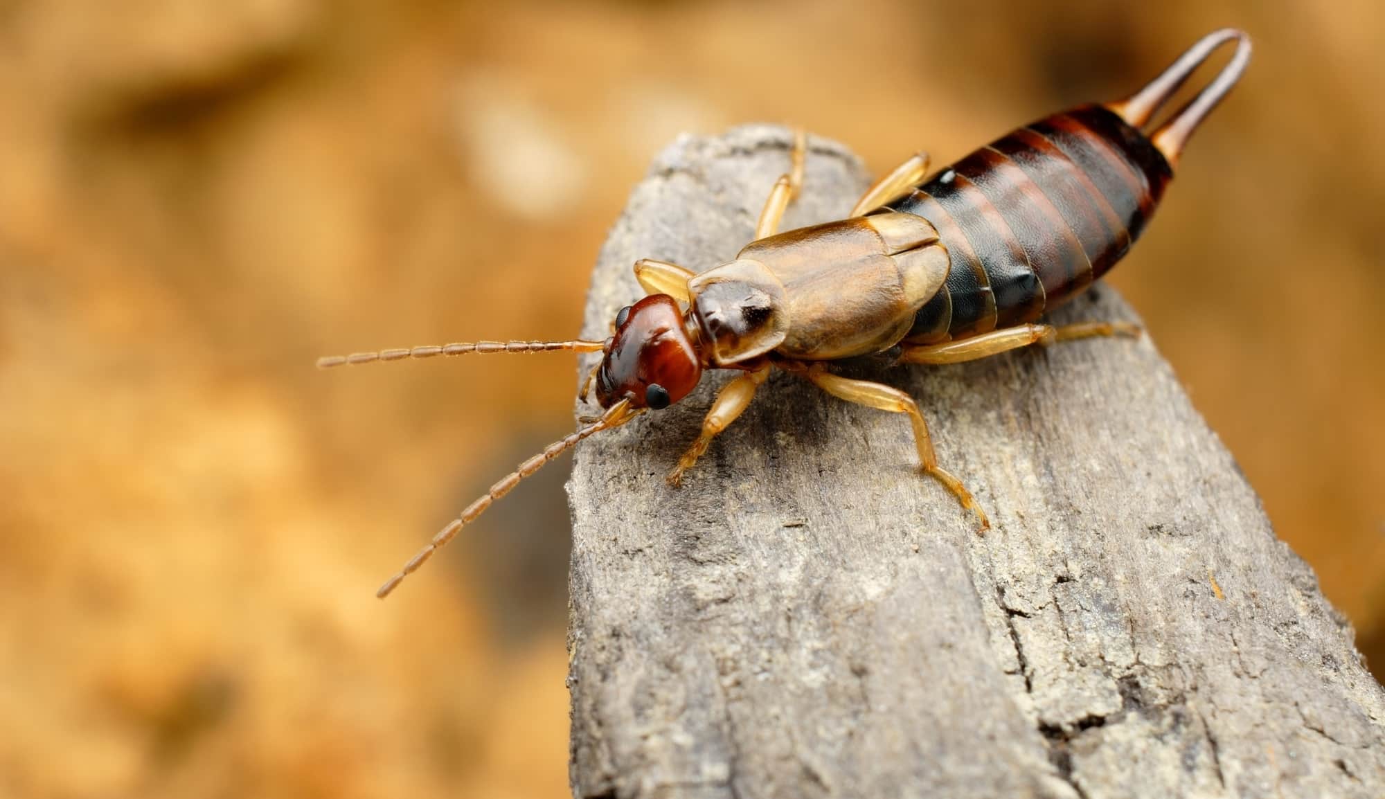 earwigs-bite-or-pinch-feature.jpg