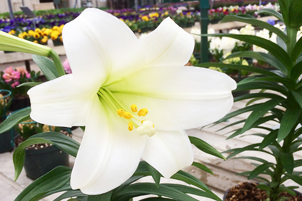 easter-lily-web.jpg